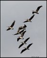 _0SB0704 brown pelicans